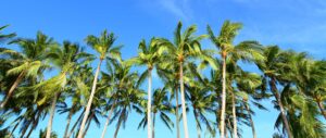 palms